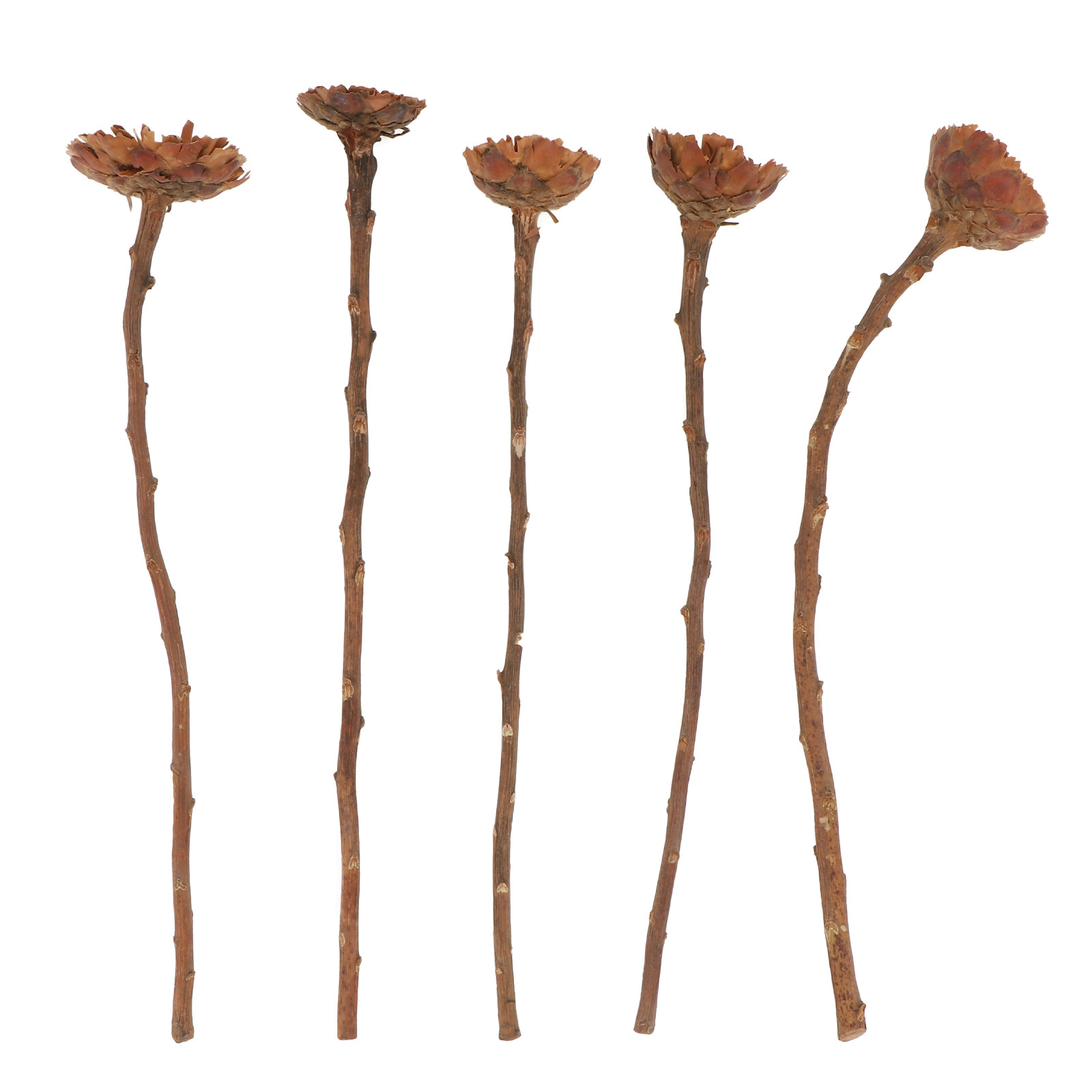 5Pcs Imported Dried Sunflower  - Lighting Decor Photos review and price