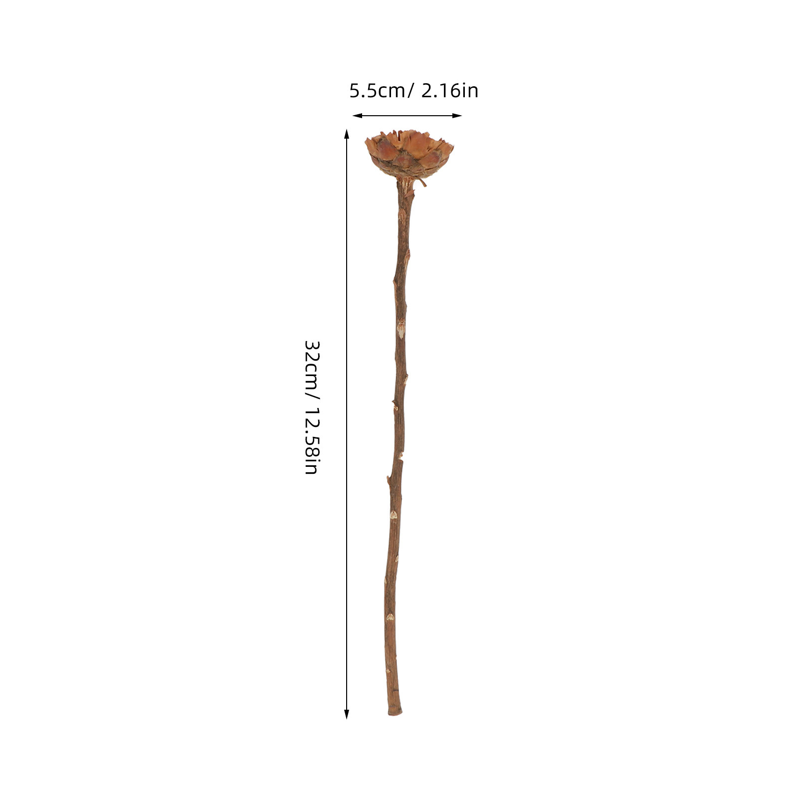 5Pcs Imported Dried Sunflower  - Lighting Decor Photos review and price